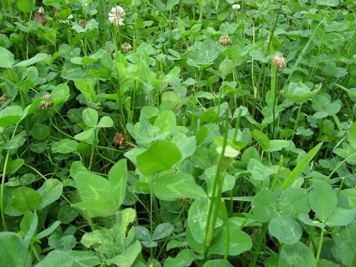 Ladino clover seeds - ladino,