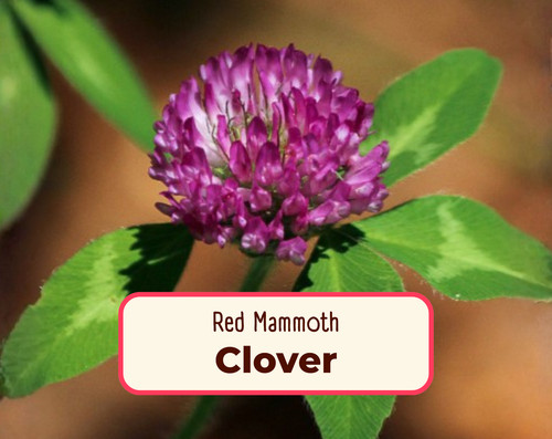 5700 mammoth red clover seeds - red,