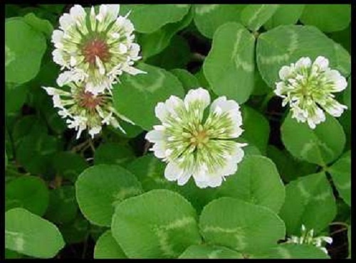 Lbs white ladino - ladino, seed