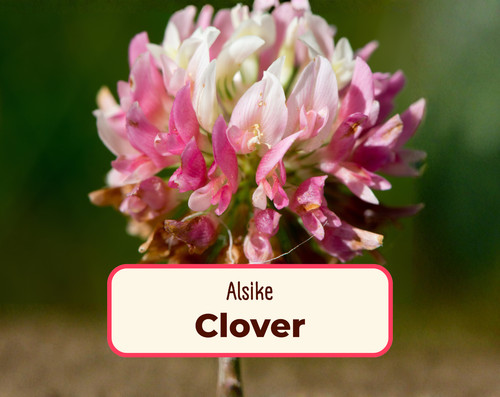 12200 alsike clover flower - 12200+,
