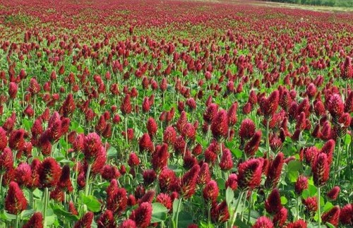 Clover crimson red - crimson,