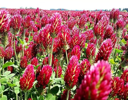 Clover crimson red - clover,