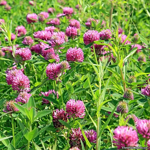 Medium red clover - red,